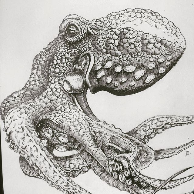 Mr Octopus (version II)