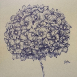 Hyacinth