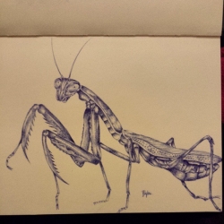 Prey Mantis