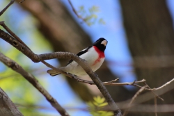 Grosebeak