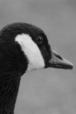 Goose