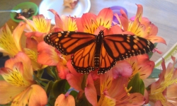 Cripple Butterfly