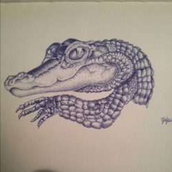 Baby Crocodile