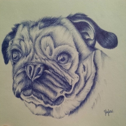 Little Pug