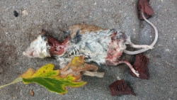 Dead Mouse 