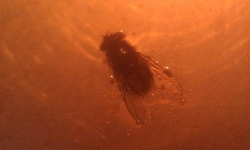 Fly Why?