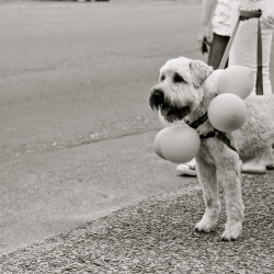 Dog Parade, 2010