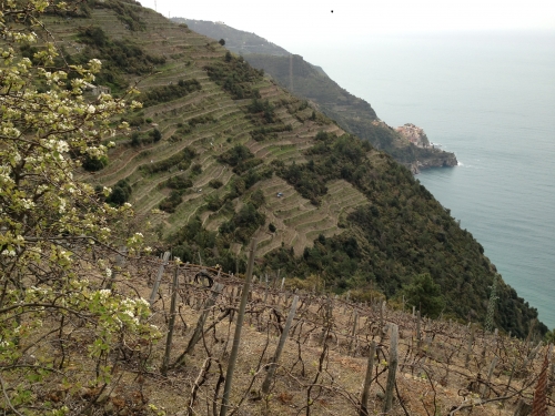 Cinque Terre - Vineyards in Spring
